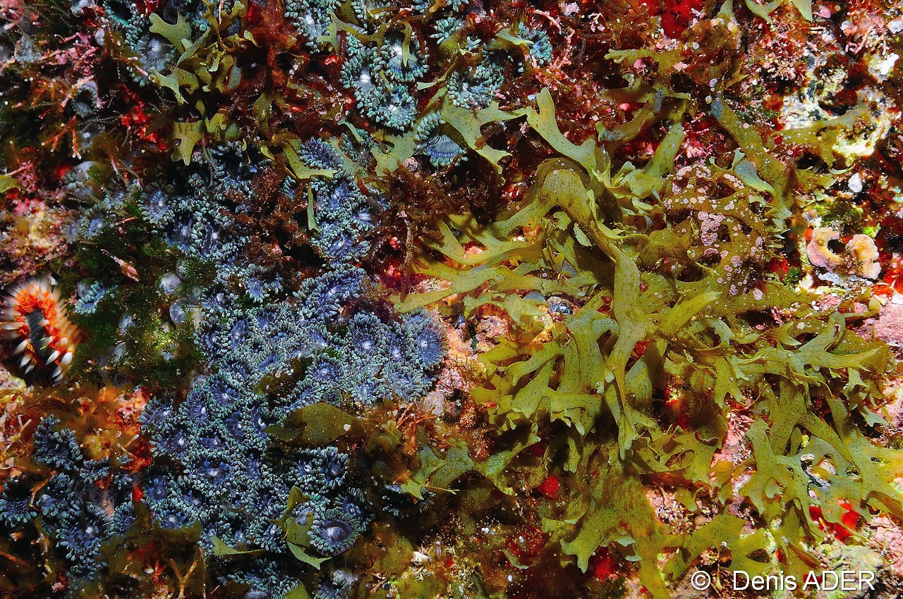 Zoanthus pulchellus-Dictyota sp Algue dicotome dictyote Cap Vert Pointe du Phare-3m-20150408-Denis-ADER-DSC_9831_tn.jpg